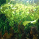 Aponogeton ulvaceus Premium en pot plante d'aquarium a bulbe aux feuilles ondulees