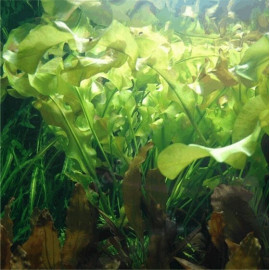 Aponogeton ulvaceus Premium en pot plante d'aquarium a bulbe aux feuilles ondulees