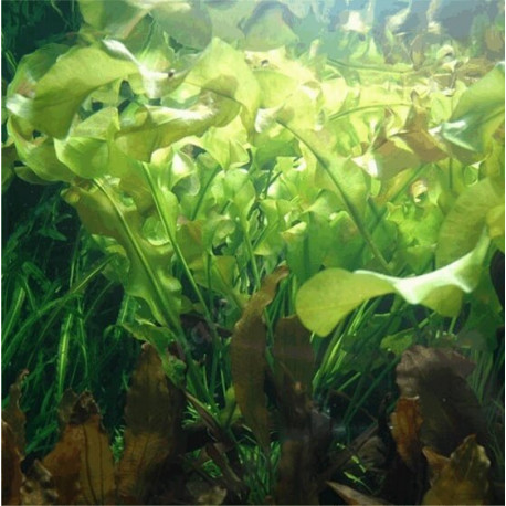 Aponogeton ulvaceus Premium en pot plante d'aquarium a bulbe aux feuilles ondulees
