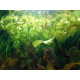 Pied developpe d'Aponogeton ulvaceus Premium prepare en France pour aquarium