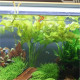 Aponogeton ulvaceus en arriere-plan d'aquarium plante avec longues feuilles translucides
