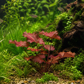 Nymphaea stellata lotus thai rouge plante d'aquarium a bulbe en aquarium