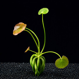 Nymphoides aquatica plante banane d'aquarium avec ses tubercules en forme de bananes