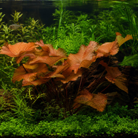Nymphaea stellata lotus thai rouge Premium plante d'aquarium a bulbe en pot