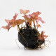 Bulbe de Nymphaea stellata Premium en pot de culture avant plantation
