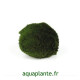 Cladophora, l'algue decorative appreciee des crevettes