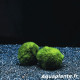 Cladophora Aegagropila gros plan sur la texture veloutee de la boule verte