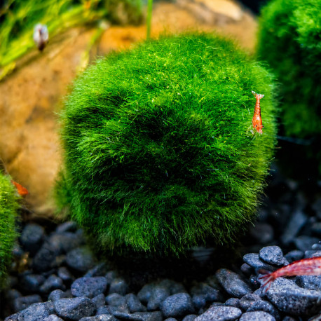 Cladophora aegagrophila Premium, boule de mousse marimo verte et dense pour aquarium