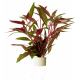 Alternanthera reineckii Rosaefolia, plante rouge d'aquarium vendue en bouquet