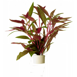Alternanthera reineckii Rosaefolia, plante rouge d'aquarium vendue en bouquet