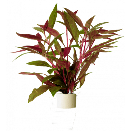 Alternanthera reineckii Rosaefolia, plante rouge d'aquarium vendue en bouquet