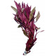 Alternanthera sessilis rubra, plante rouge d'aquarium au feuillage fin vendue en bouquet