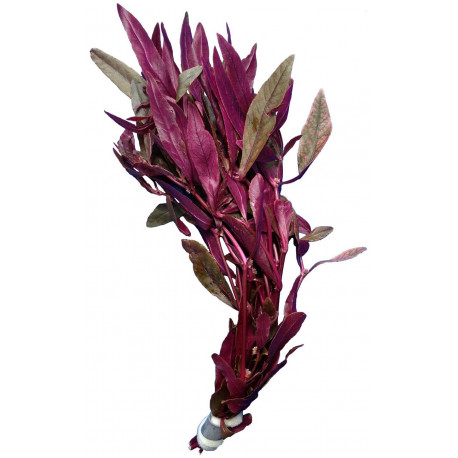 Alternanthera sessilis rubra, plante rouge d'aquarium au feuillage fin vendue en bouquet