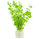 Bouquet de Rotala rotundifolia, boutures rouges sans pot pour aquarium