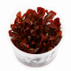 Alternanthera reineckii Mini In Vitro coupelle stérile plante rouge aquarium