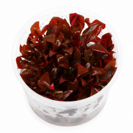 Alternanthera reineckii Mini In Vitro coupelle stérile plante rouge aquarium