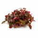 Pousses Alternanthera reineckii Mini In Vitro feuilles rouges compactes