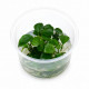 Coupelle In Vitro d'Anubias 'Nangi', petit anubias d'aquarium rare