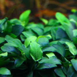 Anubias 'Nangi' fixé sur une racine, rhizome non enterré