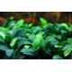 Anubias 'Nangi' planté en premier plan dans un aquarium planté