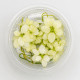 Anubias 'Snow White' In Vitro en coupelle, Anubias naine variégée blanche