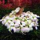 Feuilles presque blanches de l'Anubias 'Snow White', variété variégée pauvre en chlorophylle