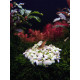 Anubias 'Snow White' fixée sur une roche sombre dans un aquarium planté