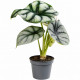 Alocasia Silver Dragon (Alocasia baginda), plante de terrarium au feuillage vert argenté