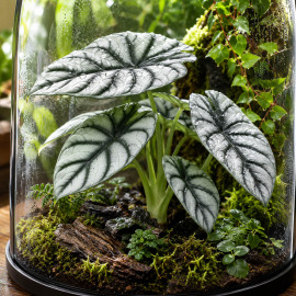 Alocasia Silver Dragon installé dans un terrarium tropical humide