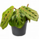Calathea leuconeura Red Stripe (Maranta erythroneura), plante-prière de terrarium nervurée de rouge