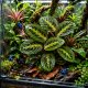 Calathea leuconeura Red Stripe installée dans un terrarium tropical humide