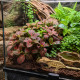 Fittonia Joly Josan couvre-sol en terrarium tropical humide