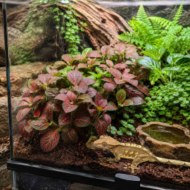 Fittonia Joly Josan couvre-sol en terrarium tropical humide