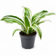 Dracaena White Jewel - plante de terrarium et paludarium