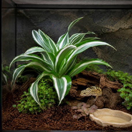Feuillage vert borde de blanc du Dracaena White Jewel en terrarium tropical humide