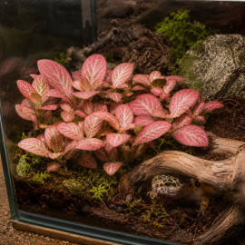 Fittonia Pink (Fittonia albivenis) feuilles vertes nervurees de rose en terrarium