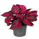 Feuilles rouge pourpre et veines magenta de l'Iresine herbstii Bloodleaf