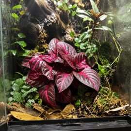 Iresine herbstii Bloodleaf au feuillage rouge pourpre en terrarium tropical