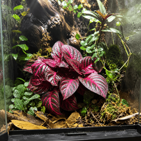 Iresine herbstii Bloodleaf au feuillage rouge pourpre en terrarium tropical