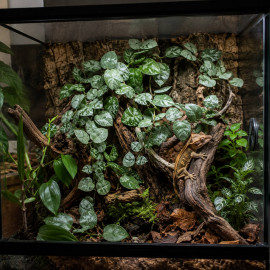 Hoya krohniana 'Eskimo' aux tiges retombantes montée en épiphyte sur une branche