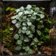 Détail des petites feuilles en coeur argentées de la Hoya krohniana 'Eskimo'