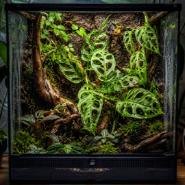 Monstera obliqua adansonii feuilles ajourees en terrarium tropical