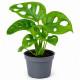 Feuille fenestree de Monstera adansonii dite plante gruyere