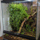 Muehlenbeckia complexa grimpant sur le décor d'un paludarium