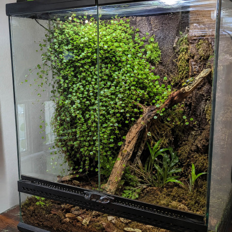 Muehlenbeckia complexa grimpant sur le décor d'un paludarium