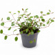 Muehlenbeckia complexa, plante de terrarium au feuillage fin et rond