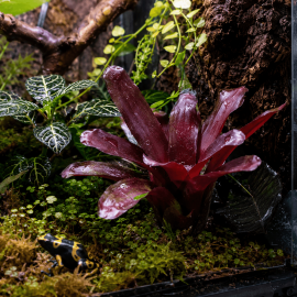 Neoregelia 'Amazon' bromeliacee de terrarium au feuillage rouge et pourpre