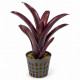 Neoregelia 'Amazon' - entonnoir central qui retient l'eau