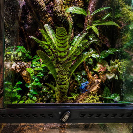 Rosette en urne de Neoregelia ampullacea 'Tigrina' dans un terrarium tropical humide