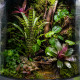 Neoregelia 'Tigrina' en terrarium tropical